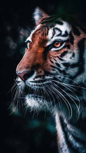 Wallpaper